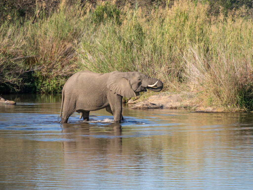 ls elephant